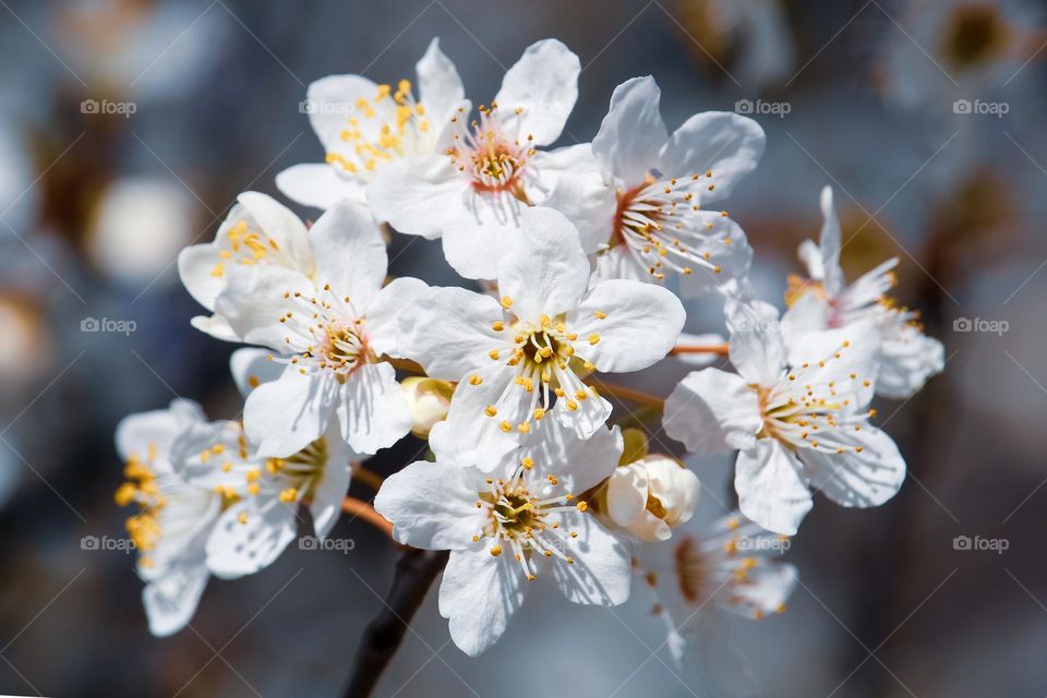 white spring flowers