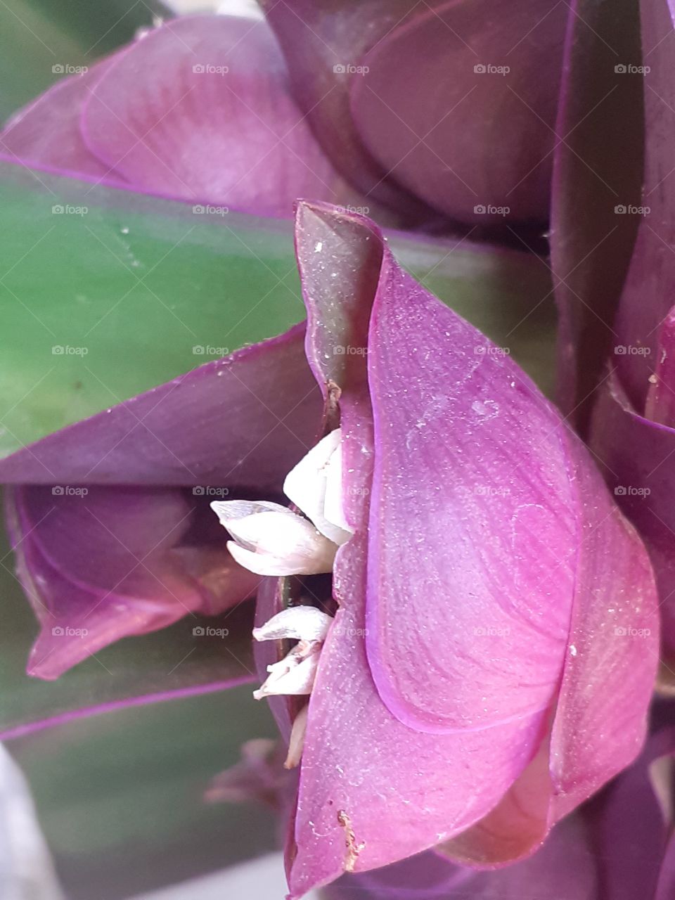 Diferente!porém exótica!