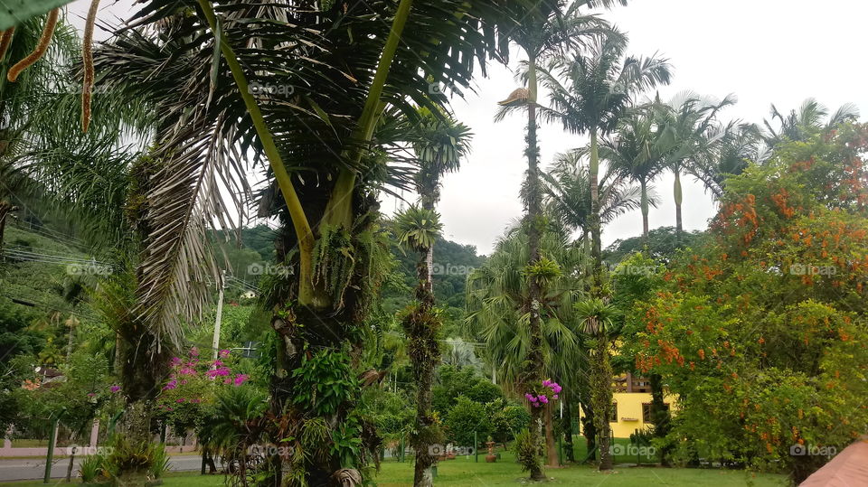 JARDIM PALMAS ARVORES FLORES