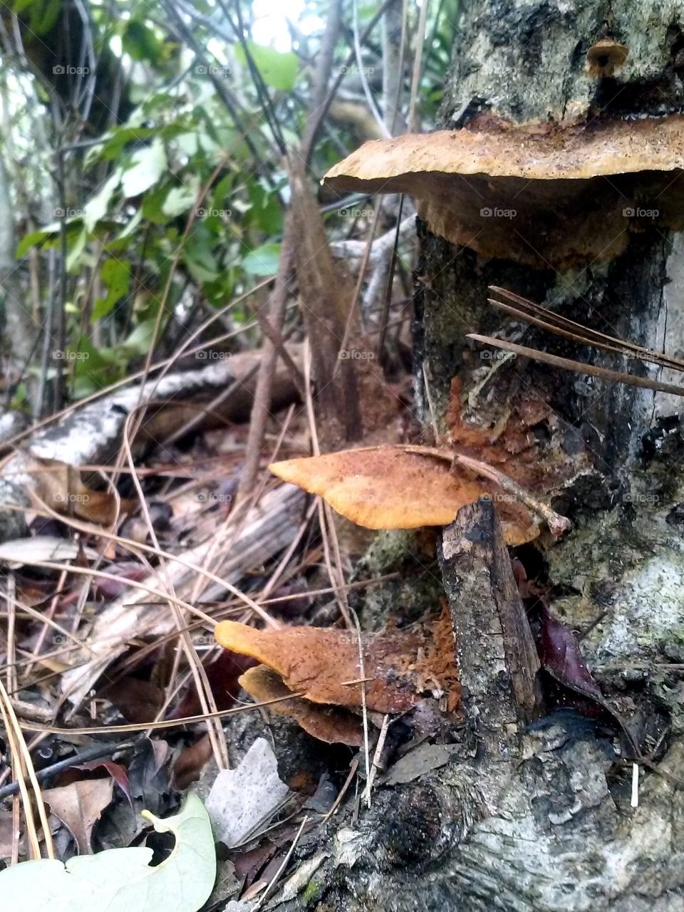 fungi steps up a tree