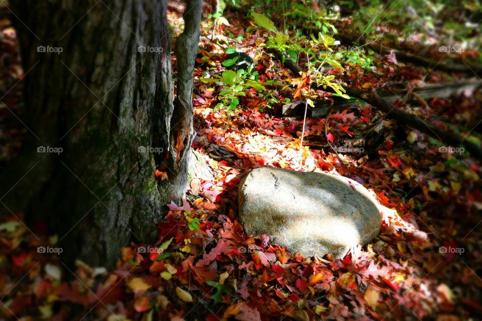 Mother Nature at it's finest again. a tree with the sun shining on a rock in the fall. Colorful and beautiful.