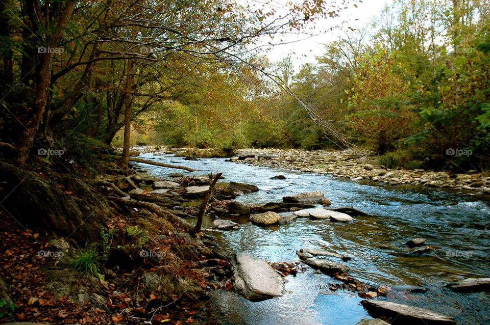 tree trees leaves water by refocusphoto