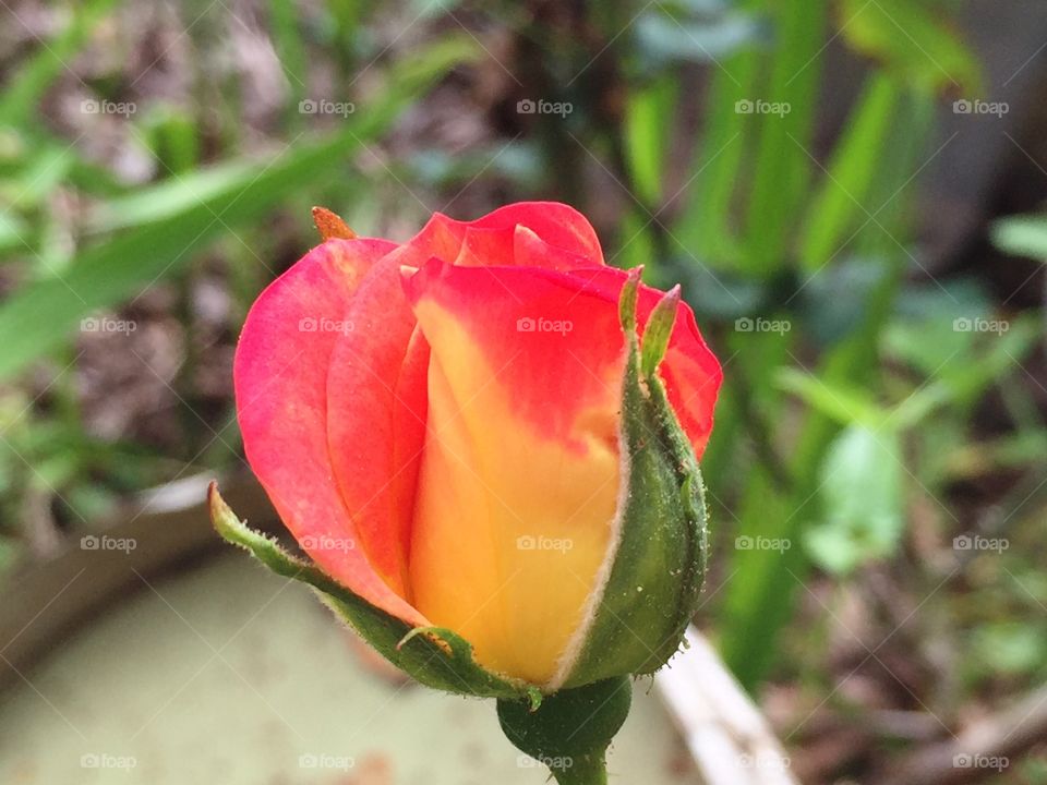 Orange red and yellow rose bud in the garden 