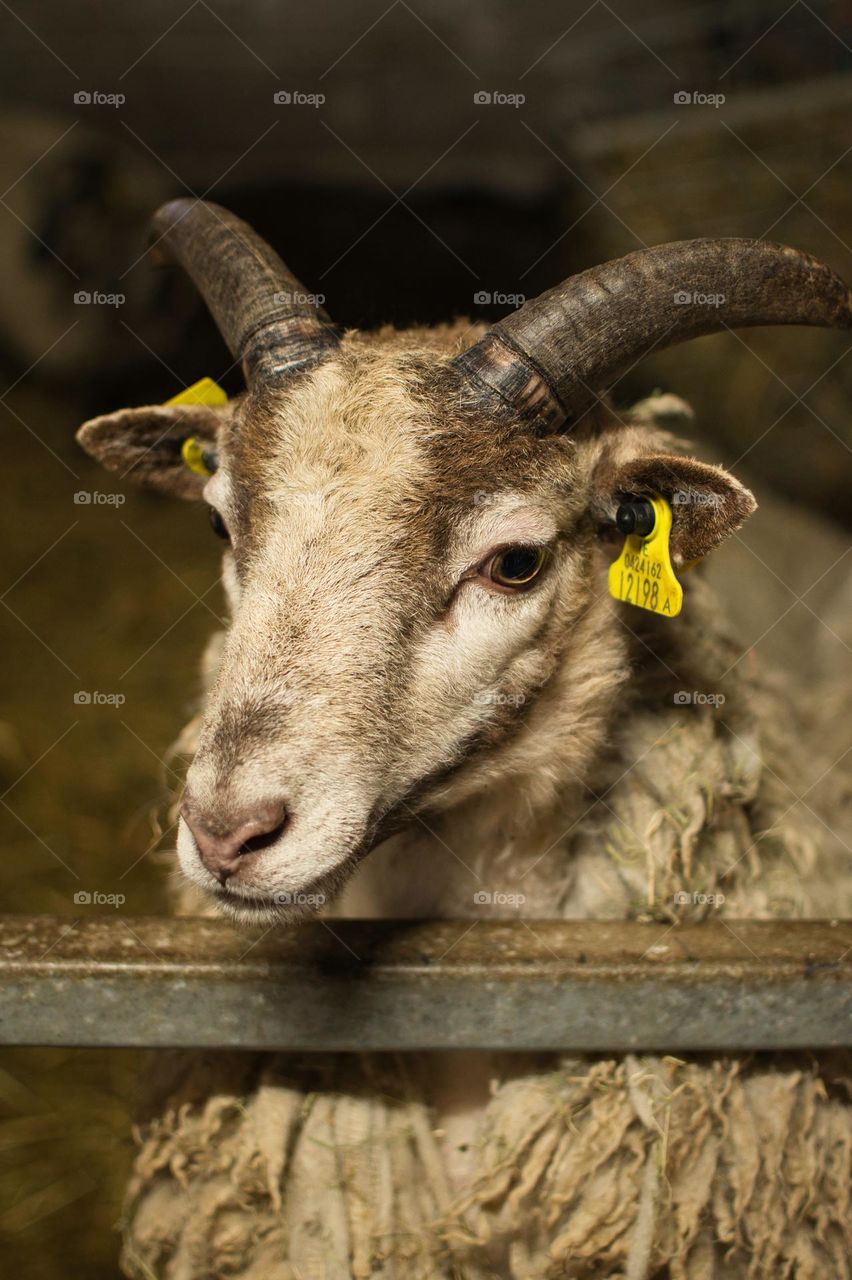 Goat portrait