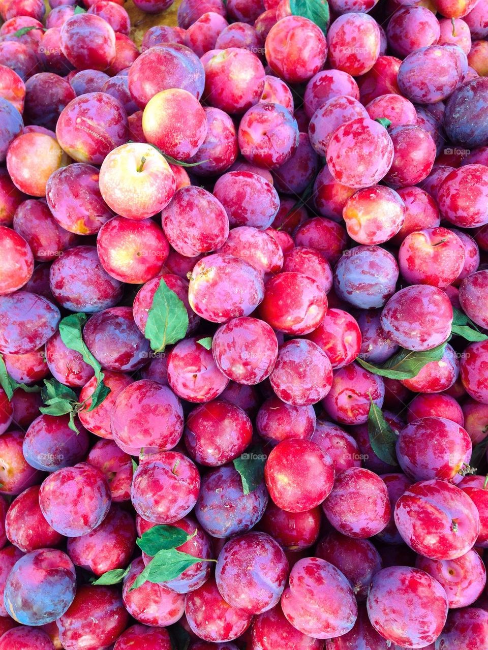 Close-up of plums