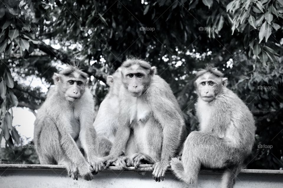 Black and white photo of monkey group 