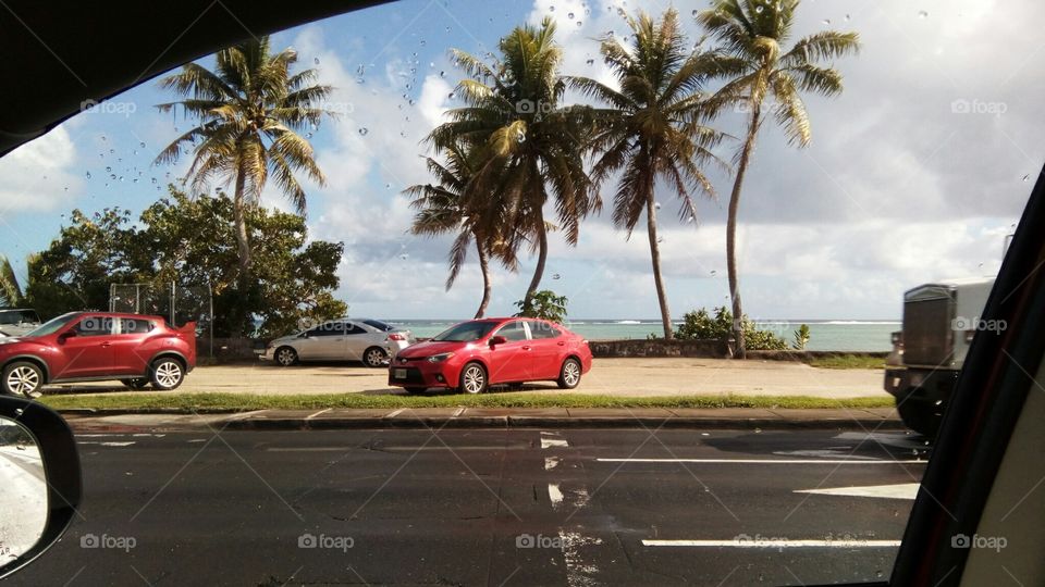 cars and tree