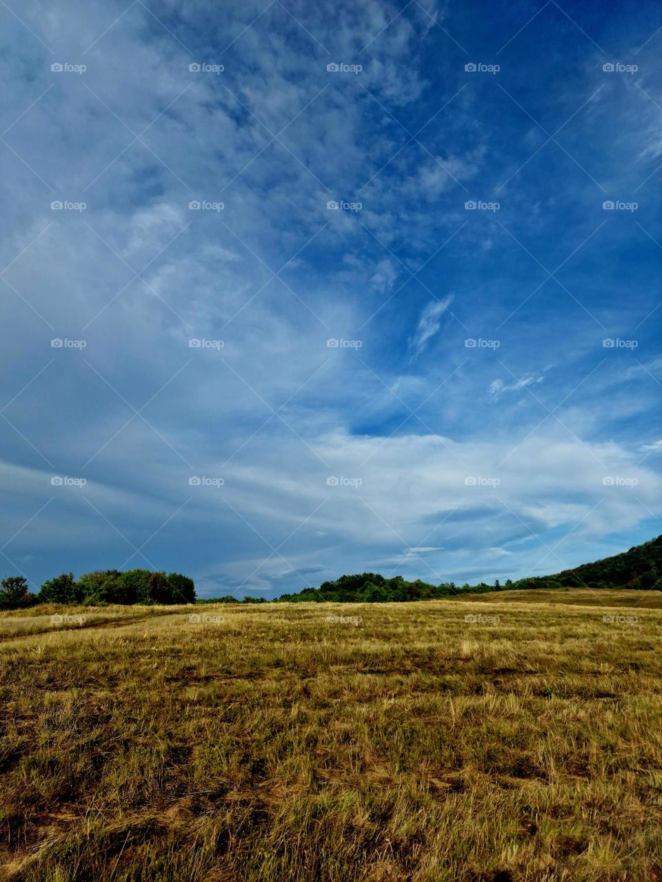 meadow landscape