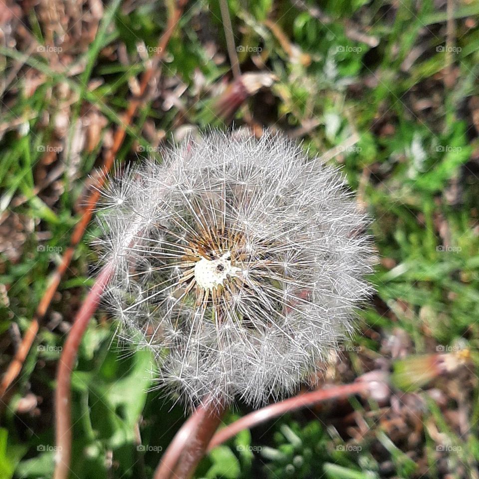 dandelion