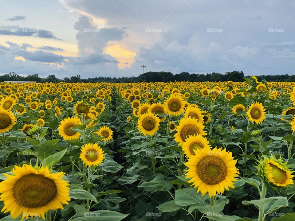 Rows and rows of round open sunflowers at Autuaga County Sunflower Field in late July.