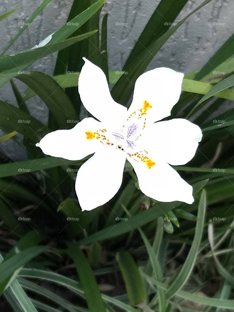 White flower