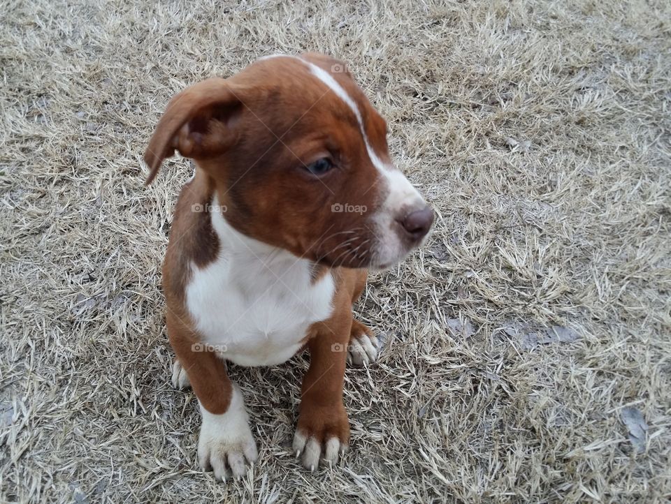 Catahoula pit bull cross with green eyes blaze face red nose brindle coat looking to the side sitting in the grass new puppy addition to our family named Olive