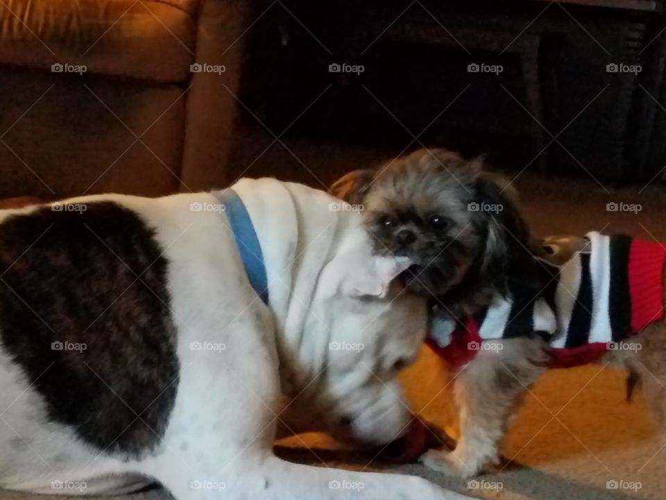 "Charlie! Stop eating your brother!"