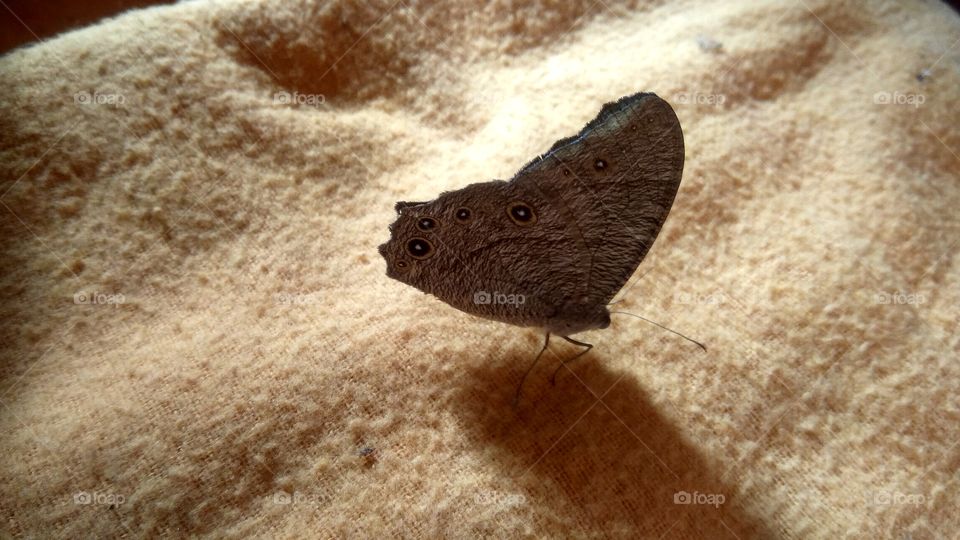 butterfly in dark side