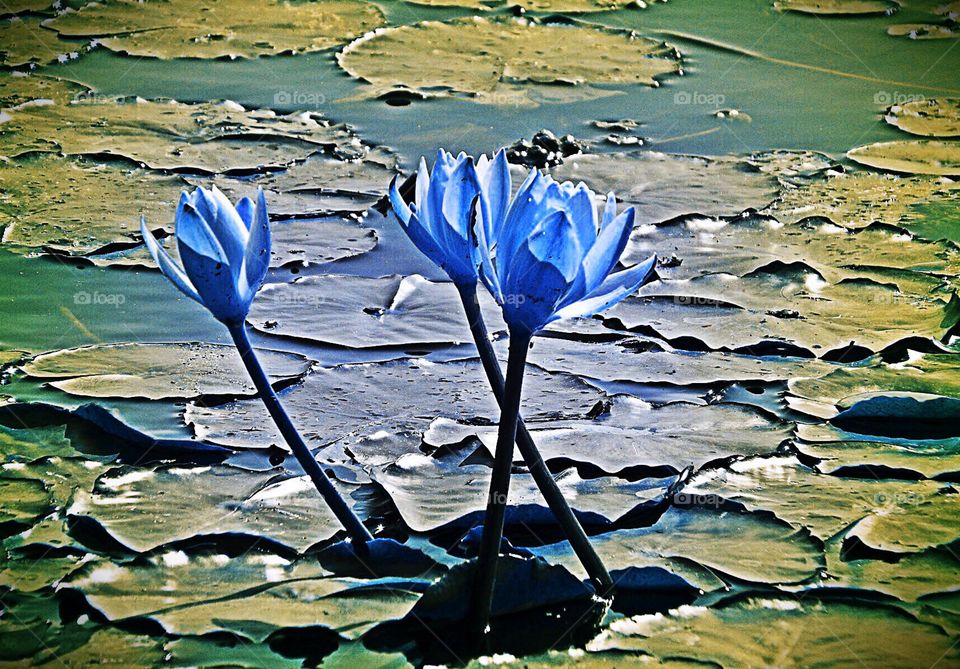 Indigo Water Lily
