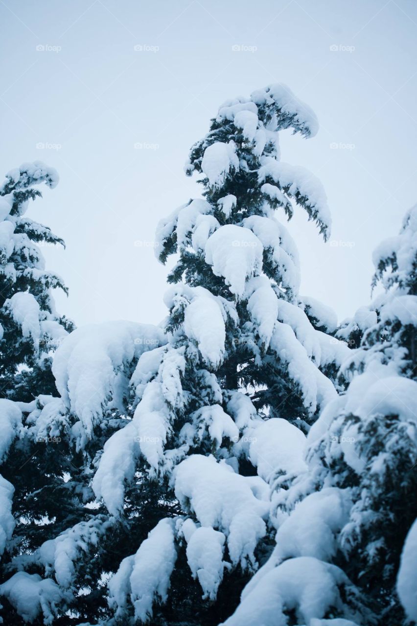 Snow on the evergreen 