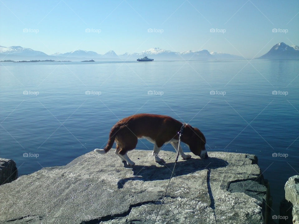 ocean dog pond water by filletanta
