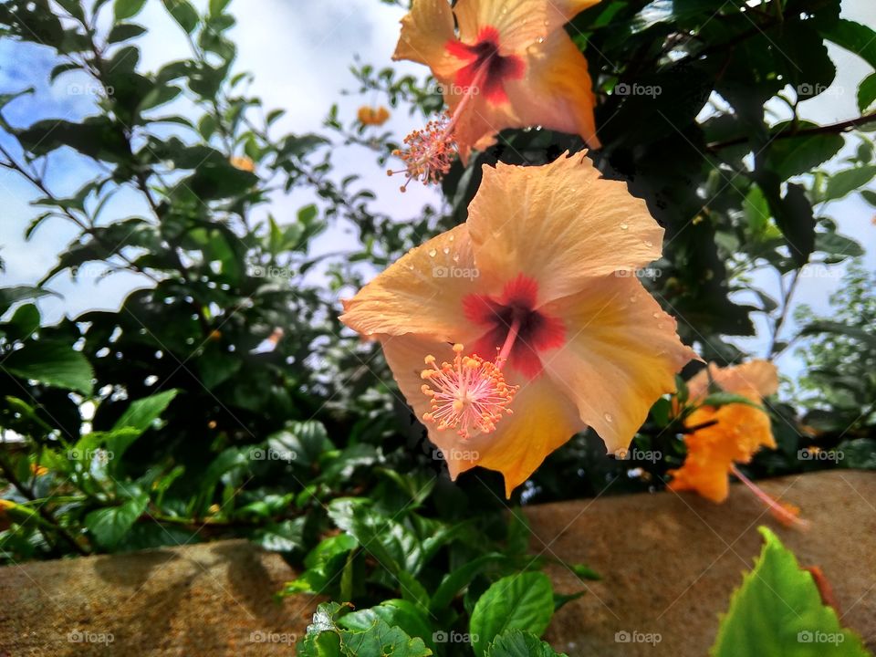 Hibiscus yellowish