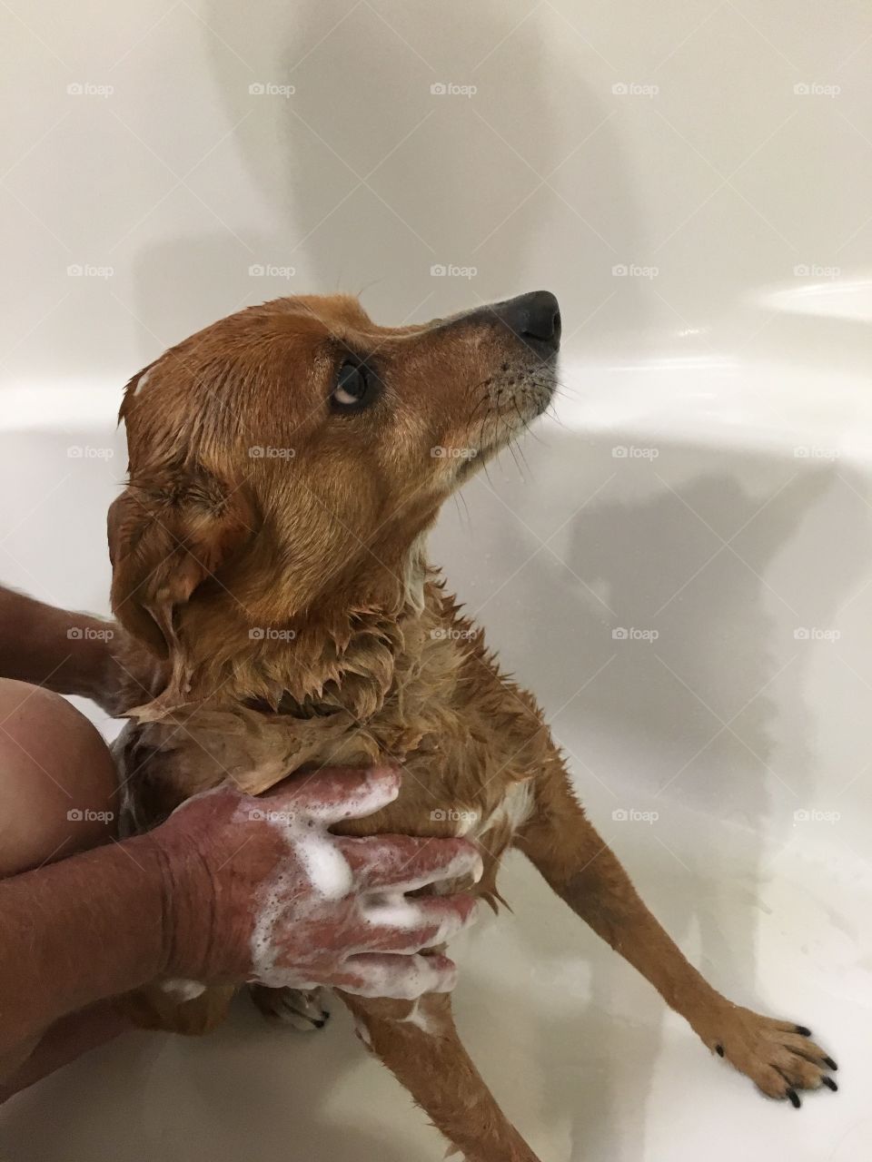 Washing the dog