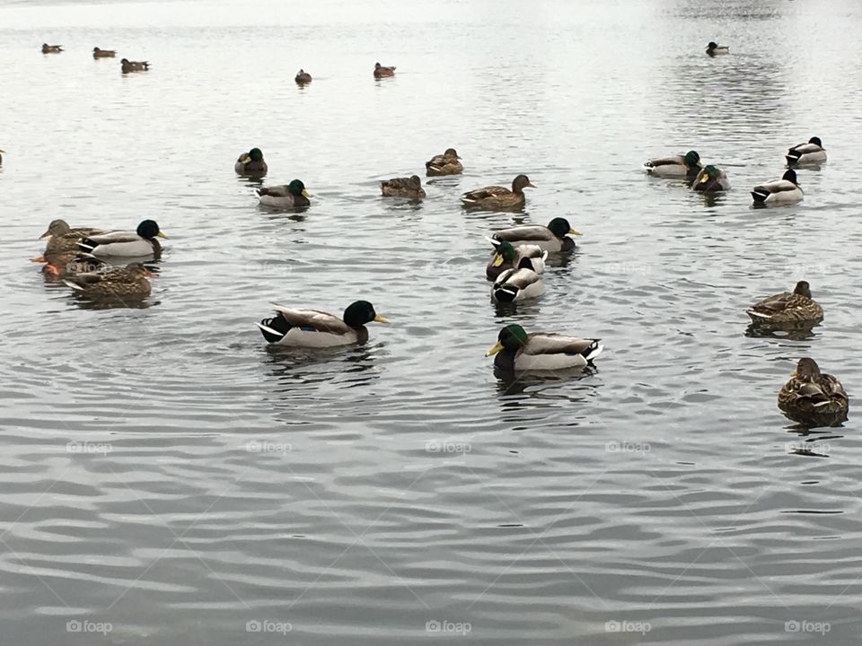 Wildlife in the  lagoon