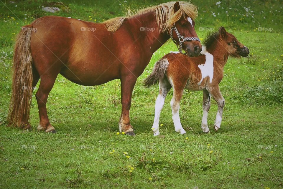 Pony with her foal