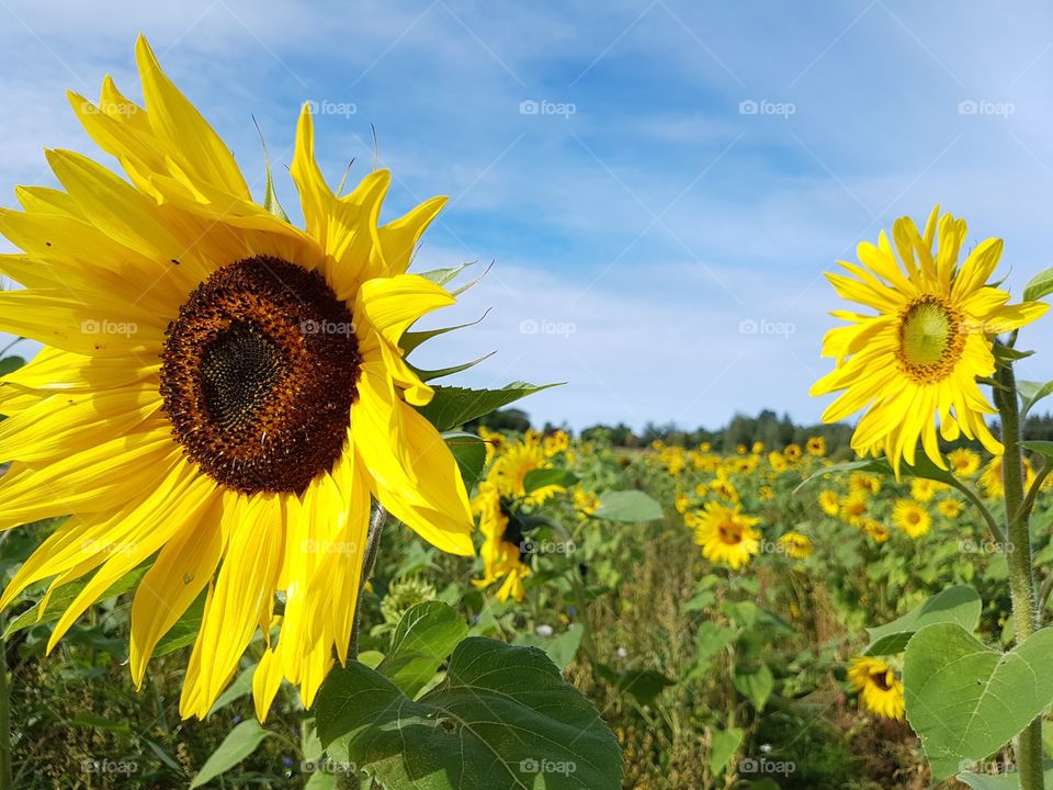 Sunflowers