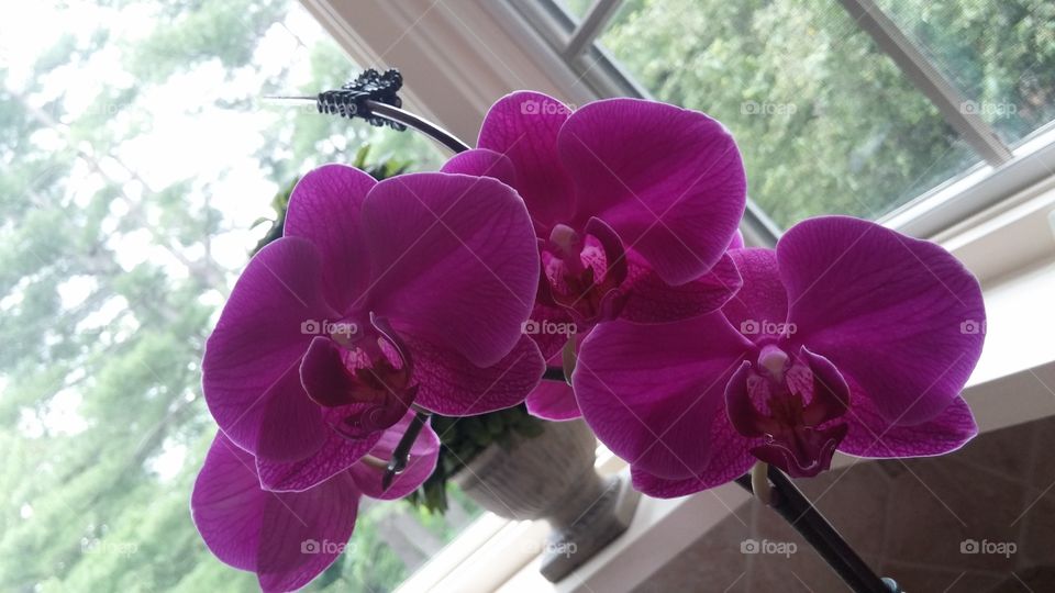  Phalaenopsis Orquídea Flores. Costa Rica