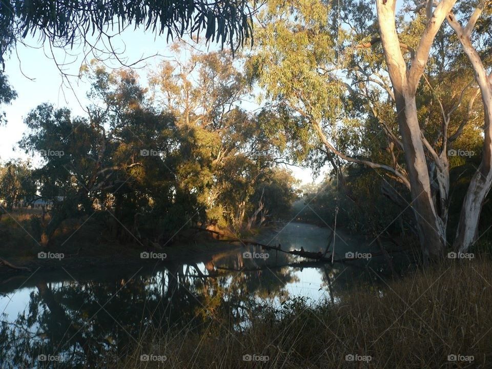 Morning Sun over Creek 