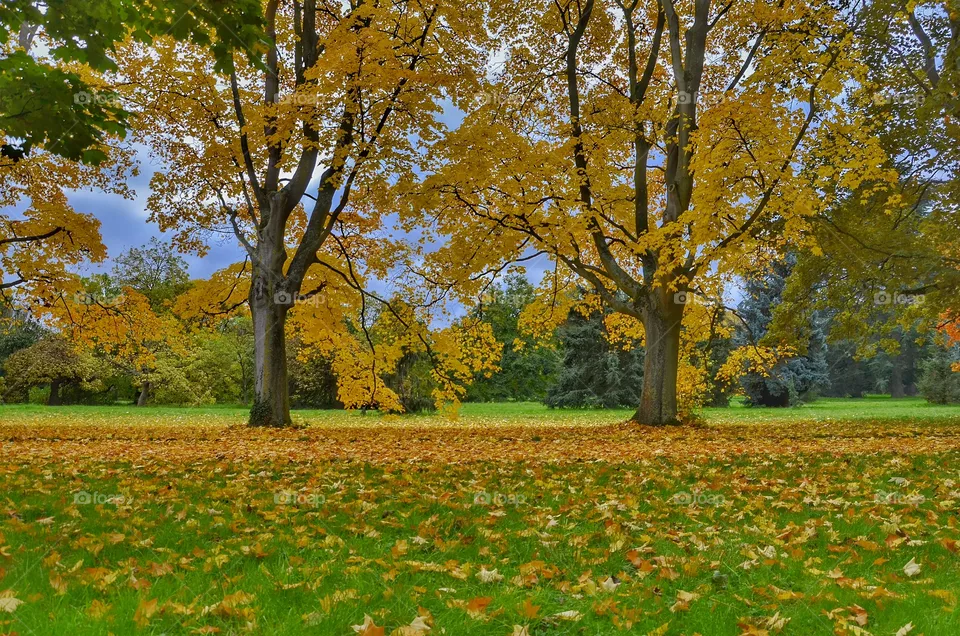 Fall, Leaf, Tree, Landscape, No Person