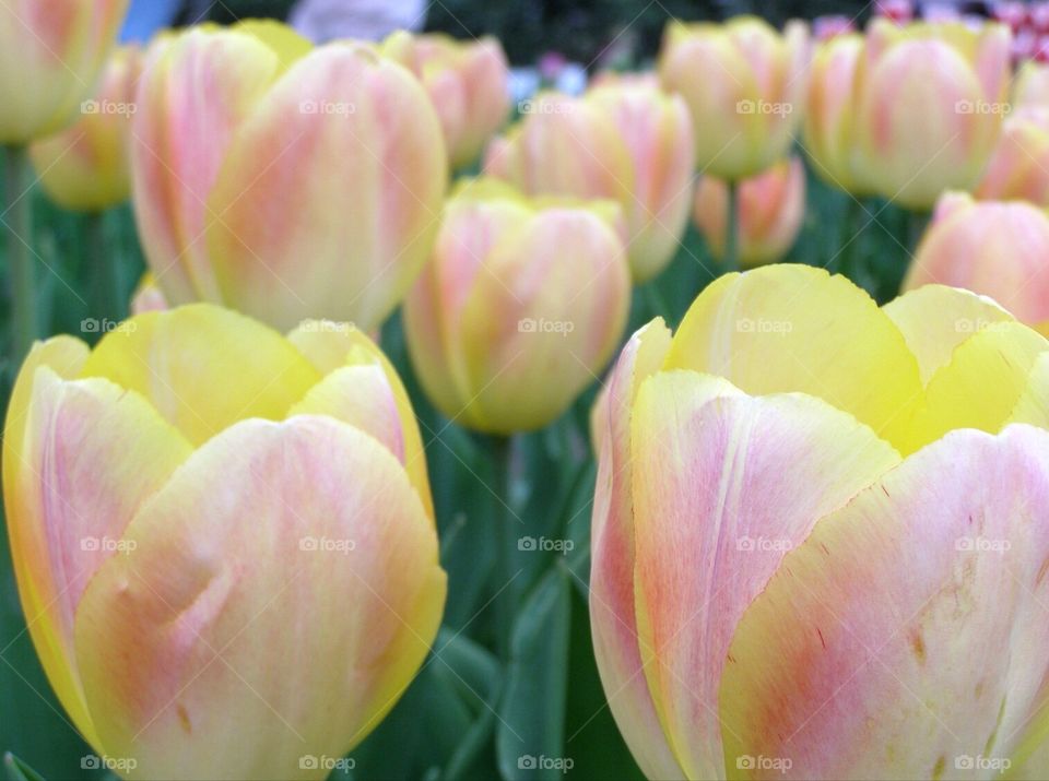Yellow Tulip