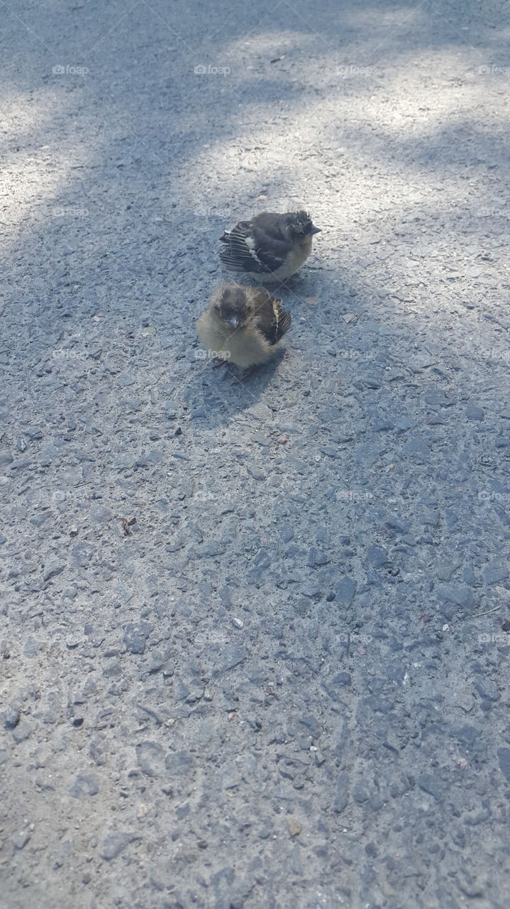 baby birds