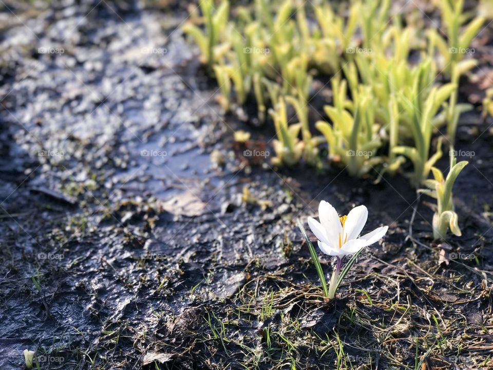 White crocus 
