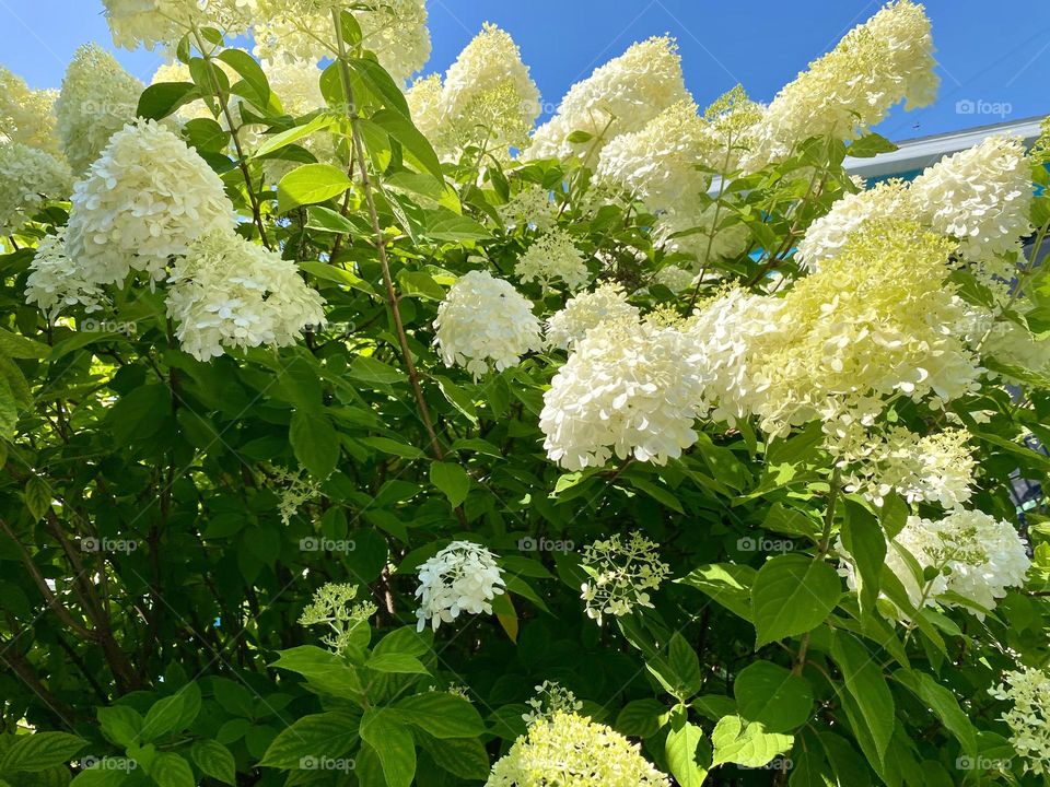 Lush white hydrangeas basking in the sunlight.