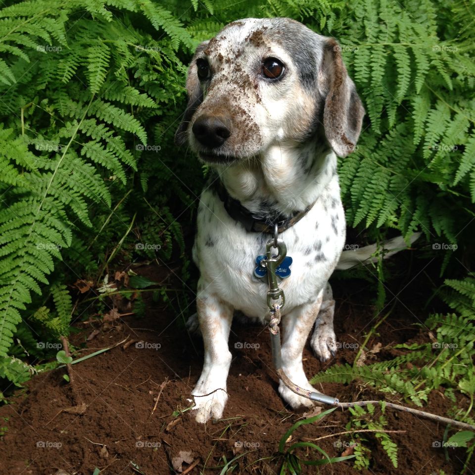 Dirty Dog. Heard some noise behind the house and followed her lead... THIS was what we found. A happy, dirty dog digging a hole!