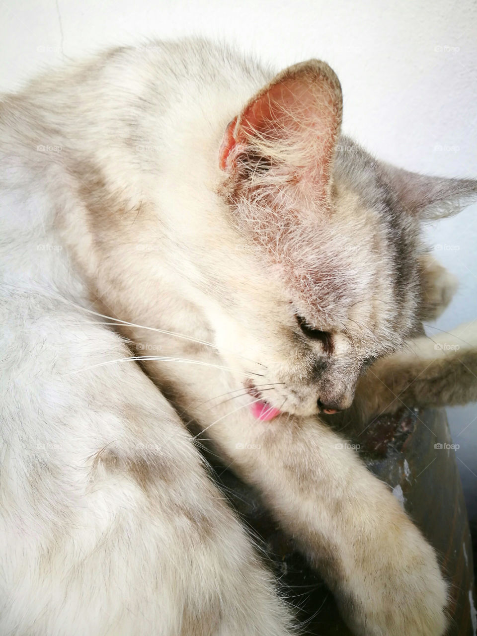 White cat licking