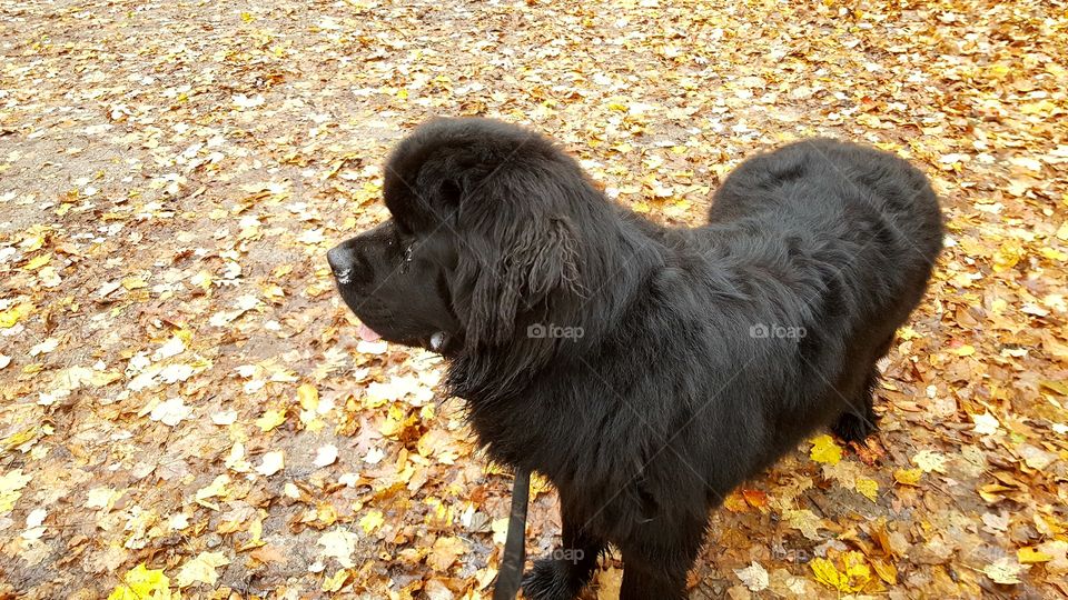 Dog, Mammal, No Person, Animal, Cute