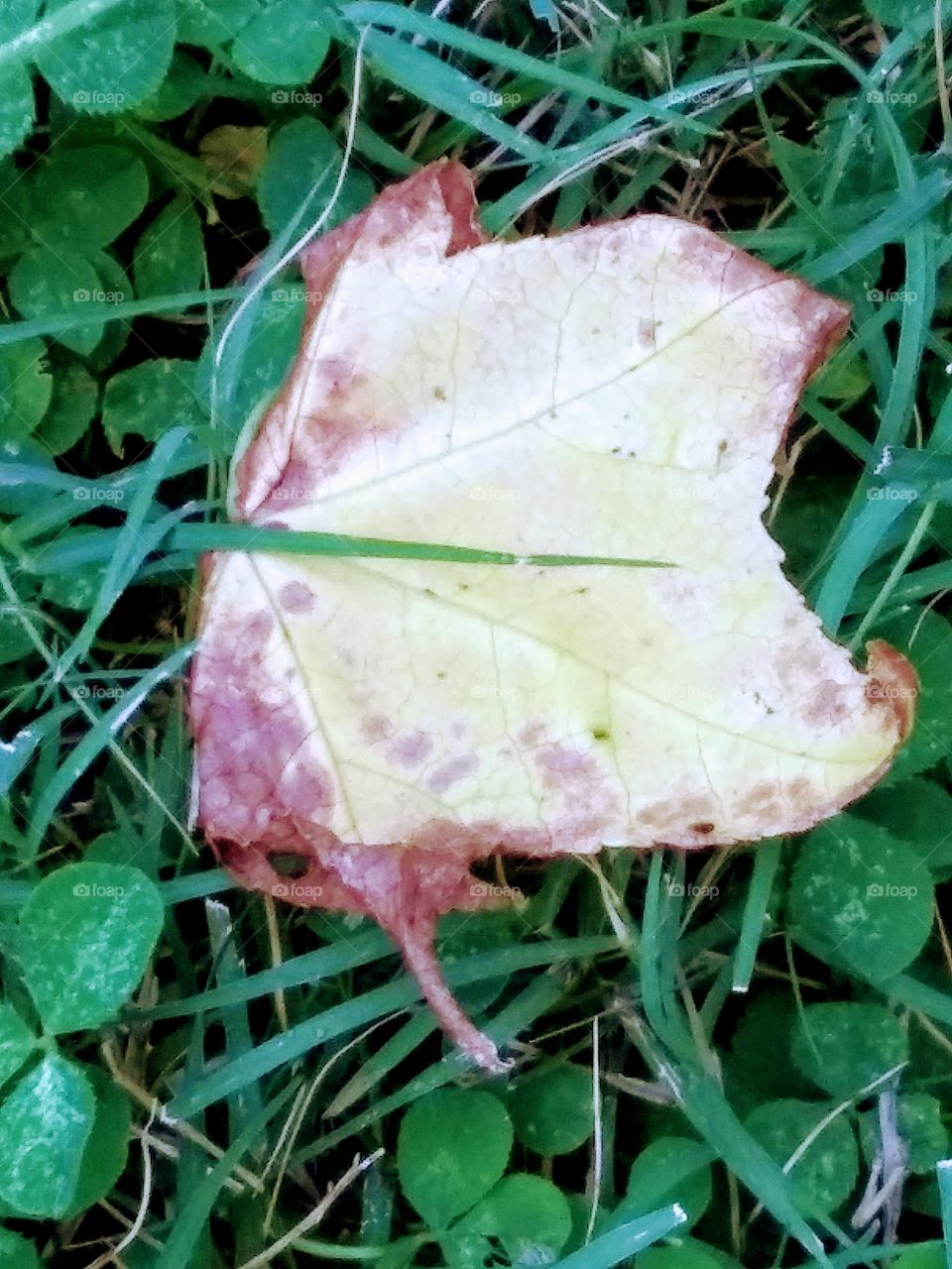 dead leaf on the grass