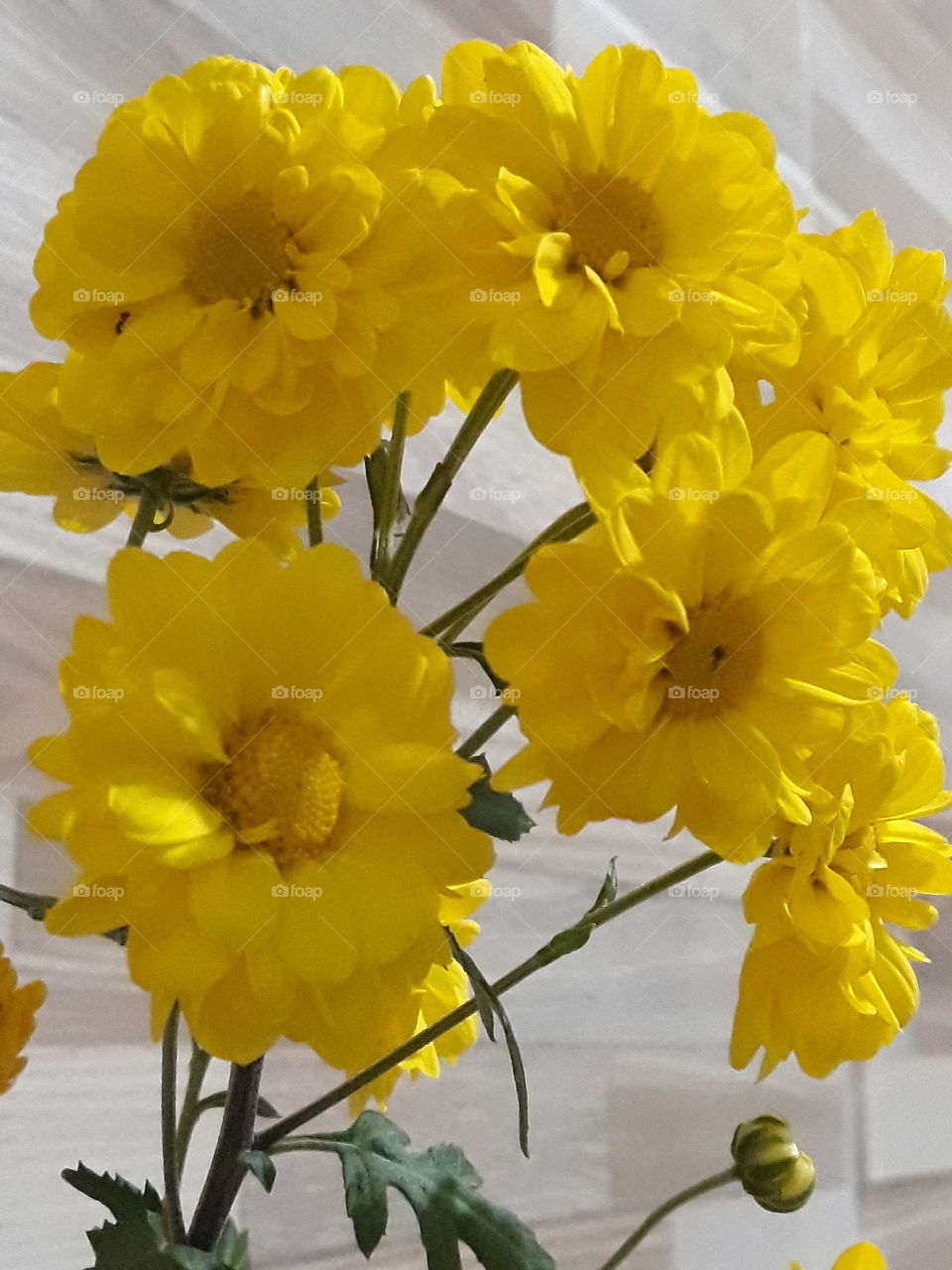 flowers in the kitchen