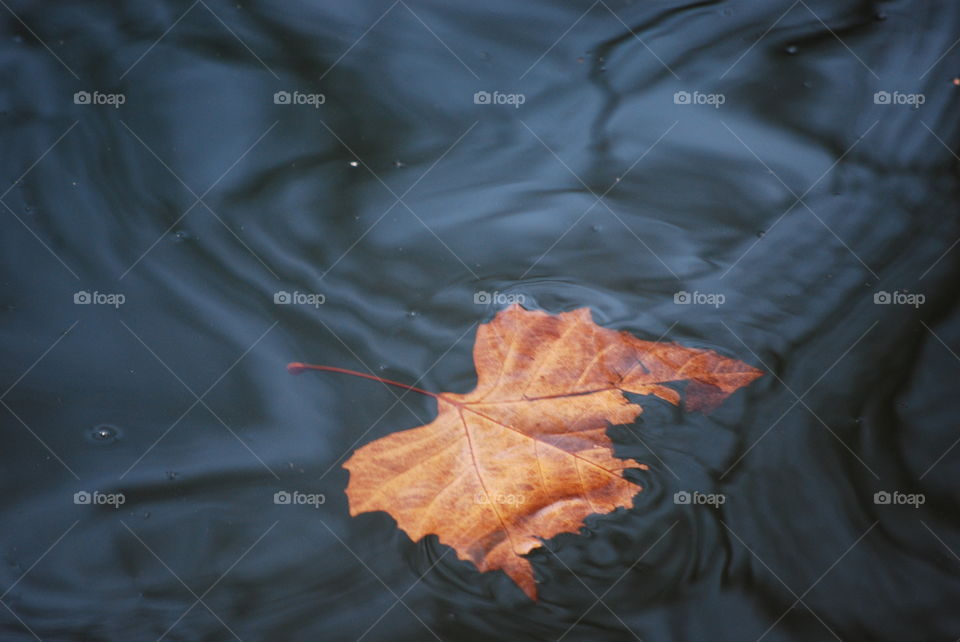 leaf water autumn solitary break