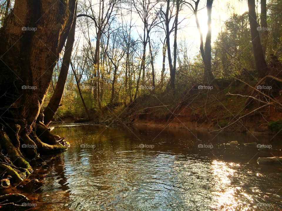 Wooded Creekside