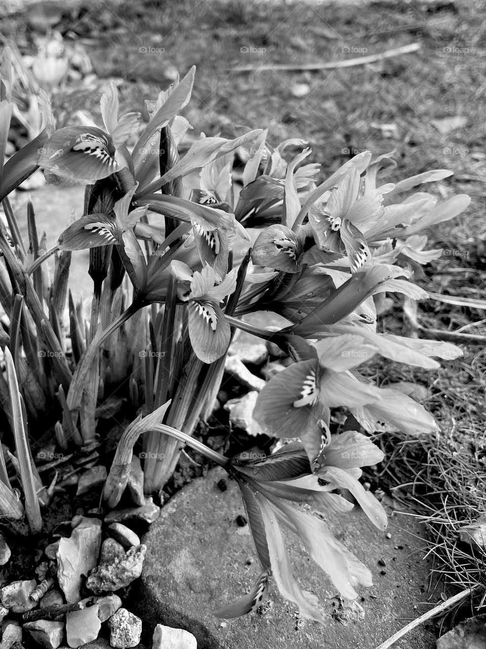 Beautiful Crocuses Blooming In A Garden In Late Winter Time In The North Of England.