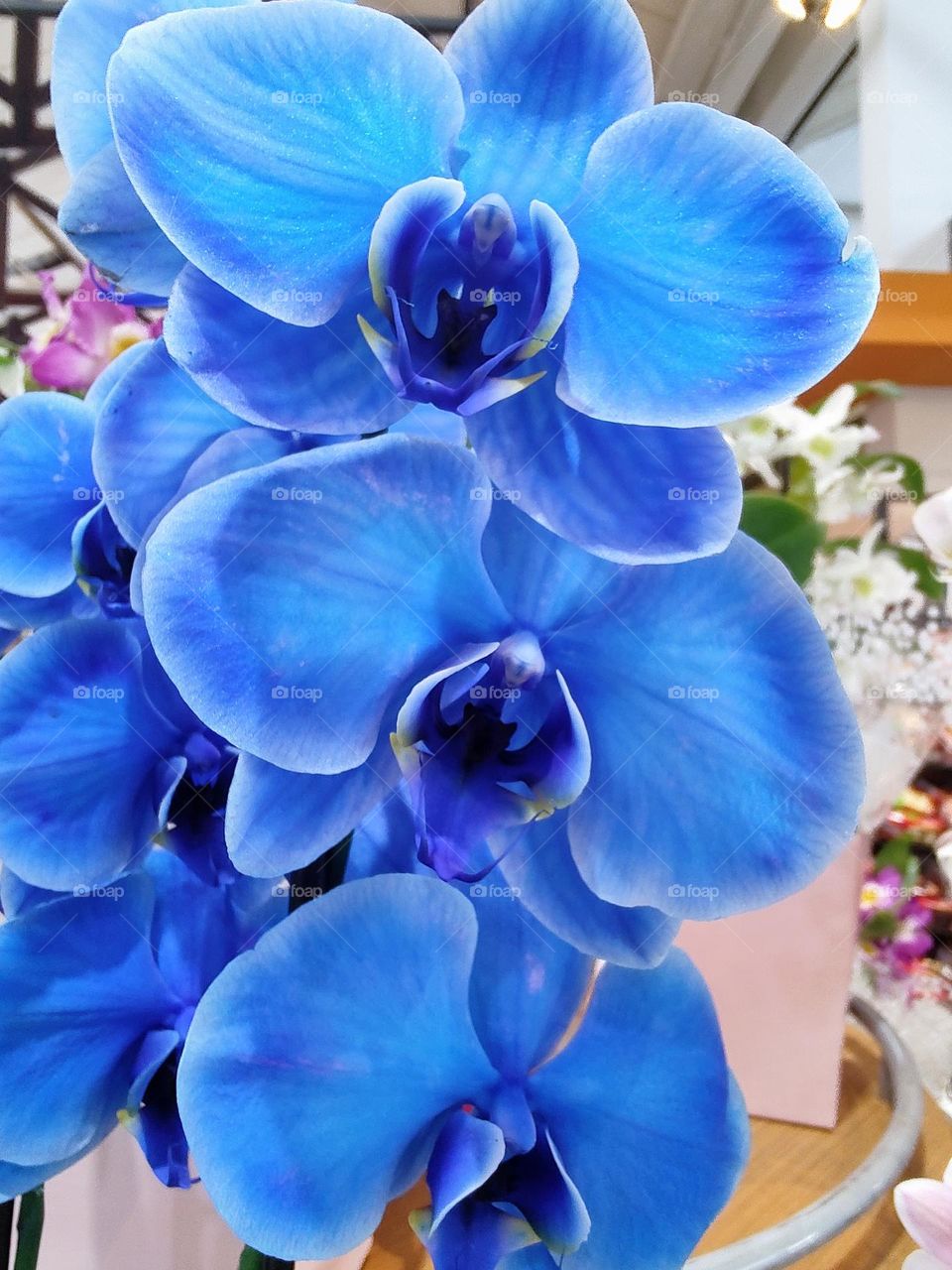 A beautiful blue orchid.  Wonderful.