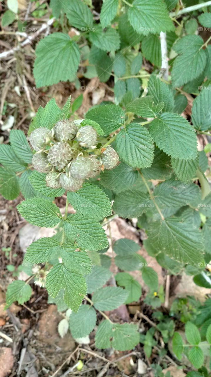 NATURE, ENVIRONMENT FRUIT Rubus niveus Thunb.
