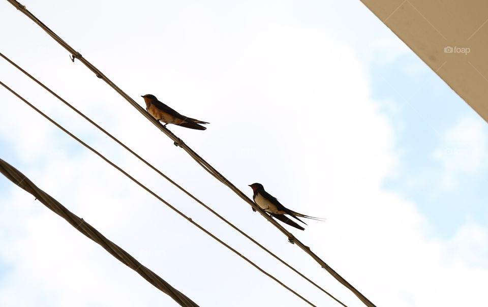 couple of swallows in summer