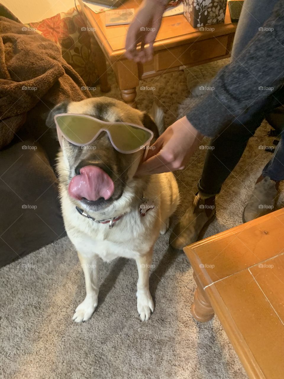 Rescue dog goes on a bender then is so hungover that he has to wear his sunglasses inside. 