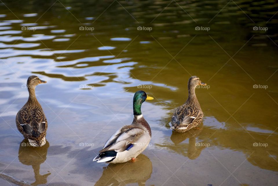 A flock of wild ducks swims in the lake. Landscape of wild nature.