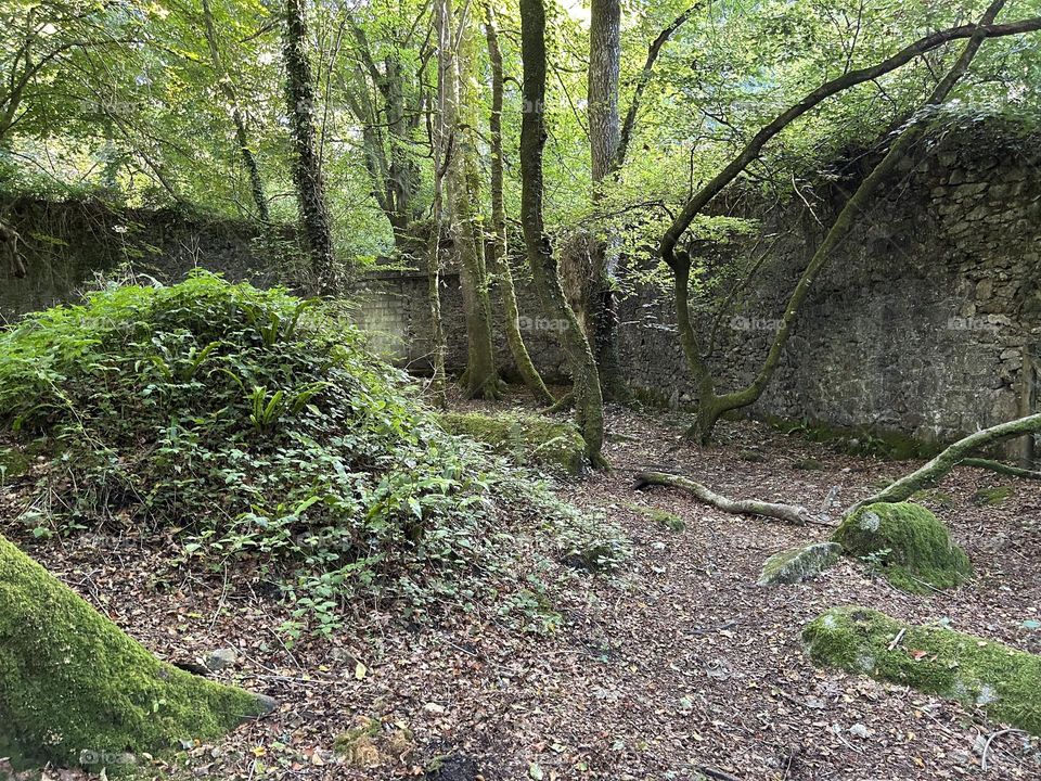 A green lonely forest with tall trees 