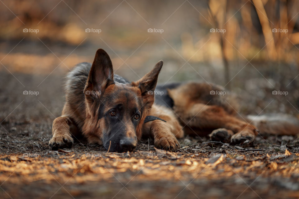 German shepherd 8-th months puppy in a spring forest