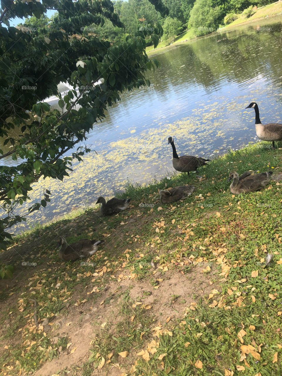 Ducks spending family time!
