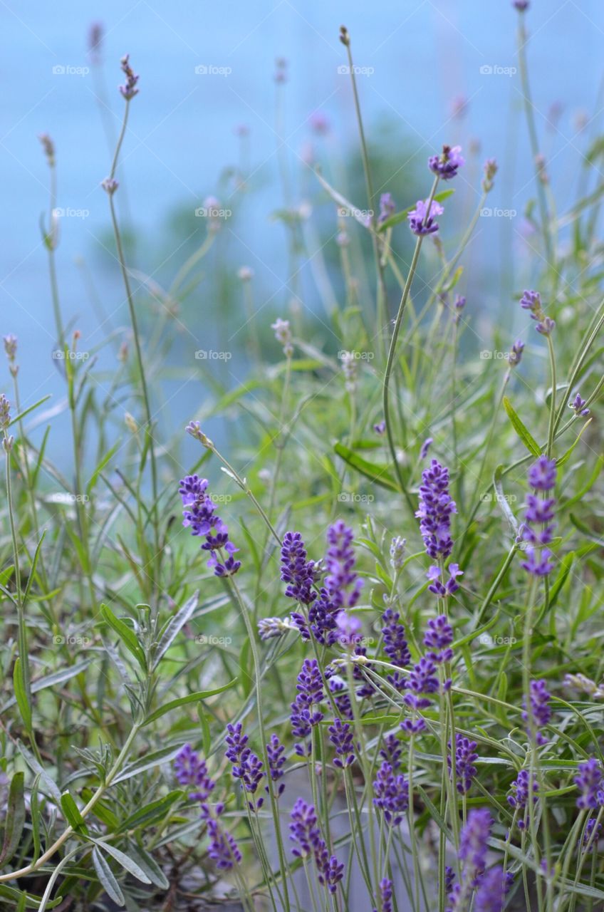 Lavender Garden 